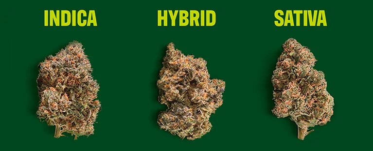 Indica versus Sativa versus Hybrid