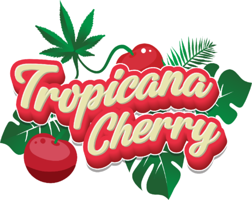 TROPICANA CHERRY | SATIVA, Tropicana Cherry Hash Rosin Disposable, buy Tropicana Cherry hash rosin disposable, order Muha Meds Tropicana Cherry vape online, purchase Tropicana Cherry THC pen, shop Muha Meds Tropicana Cherry 1000mg, hash rosin vape pen for sale, buy solventless Tropicana Cherry vape now, Muha Meds Tropicana Cherry vape pen, hash rosin disposable vape pen, Tropicana Cherry strain review vape, solventless hybrid THC vape, best fruity rosin vape pen 2025, Muha Meds rosin pen with cherry citrus flavor, buy Tropicana Cherry hash rosin disposable, order Muha Meds Tropicana Cherry vape online, purchase Tropicana Cherry 1000mg THC pen, shop Muha Meds Tropicana Cherry disposable, buy solventless Tropicana Cherry vape now, Tropicana Cherry hash rosin vape pen for sale, Muha Meds Tropicana Cherry vape official store, legal Tropicana Cherry rosin pen purchase, buy hybrid hash rosin vape pen, Tropicana Cherry disposable for sale online, Muha Meds Tropicana Cherry hash rosin vape, Tropicana Cherry solventless disposable pen, best hybrid hash rosin vape 2025, fruity hash rosin vape pen, Tropicana Cherry strain vape review, Muha Meds solventless THC vape, top cherry citrus vape pen online, Tropicana Cherry rosin pen flavor profile, premium hash rosin cannabis vape, Muha Meds 1000mg hash rosin vape